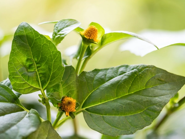 Enxaguante Bucal com Canabidiol e Espilantol