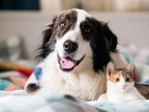 Prescrição de Cannabis medicinal na Medicina Veterinária