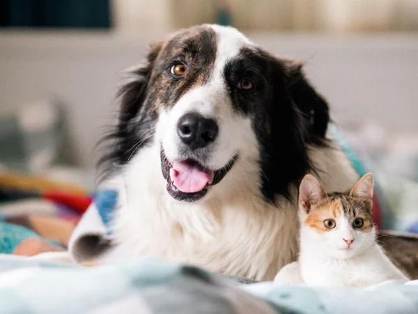 Prescrição de Cannabis medicinal na Medicina Veterinária