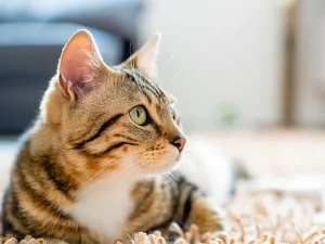sistema endocanabinoide em gatos