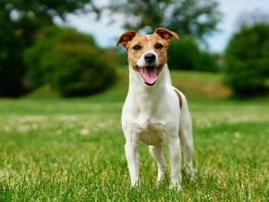 epilepsia refratária em cães