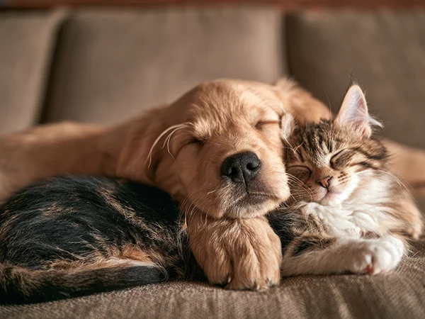 Canabidiol em cães e gatos